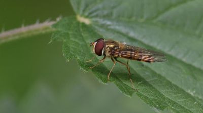 Snorzweefvlieg (Episyrphus balteatus) - Marmalade Hoverfly