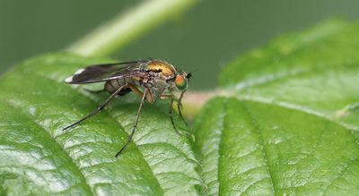 Poecilobothrus nobilitatus (Semaphore Fly)