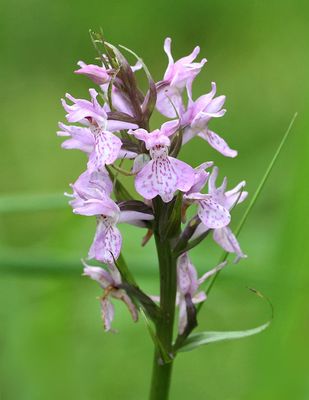 Gevlekte Rietorchis (Dactylorhiza praetermissa) - Southern Marsh Orchid