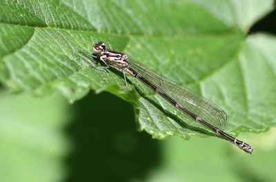 Variabele Waterjuffer (Coenagrion pulchellum) - Variable Damselfly
