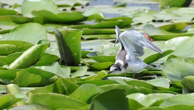 Zwarte Stern (Black Tern)