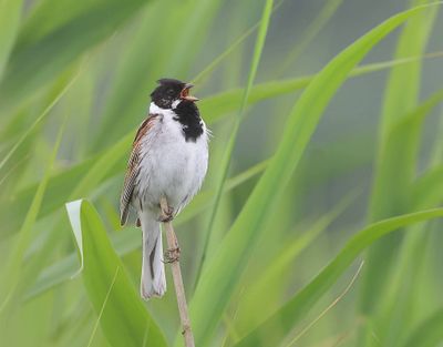 Rietgors (Common Reed Bunting)