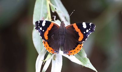 Atalanta (Vanessa atalanta) - Red admiral