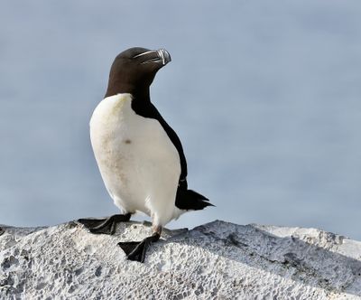 Alk (Razorbill)