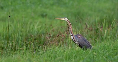 Purperreiger (Purple Heron)