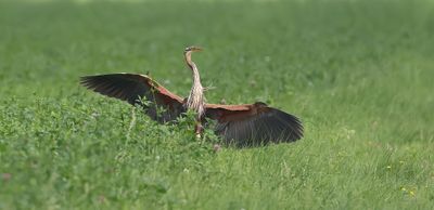 Purperreiger (Purple Heron)