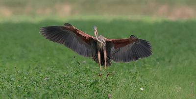 Purperreiger (Purple Heron)