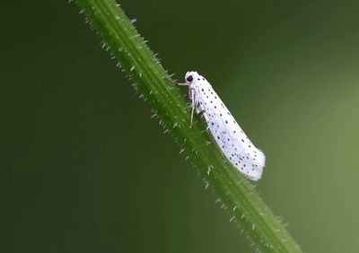 Vogelkersstippelmot (Yponomeuta evonymella) - Bird-cherry Ermine
