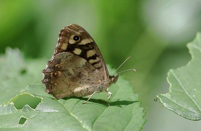 Bont zandoogje (Pararge aegeria) - Speckled wood