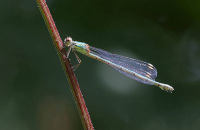 Houtpantserjuffer (Chalcolestes viridis) - Willow emerald damselfly