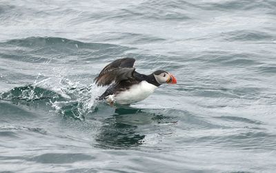 Papegaaiduiker (Atlantic Puffin)