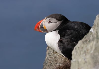 Papegaaiduiker (Atlantic Puffin)