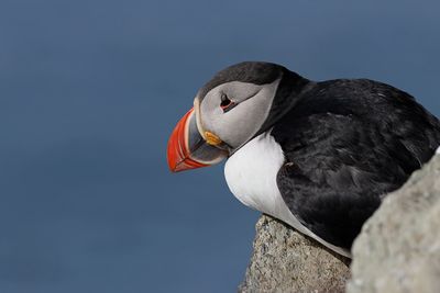 Papegaaiduiker (Atlantic Puffin)