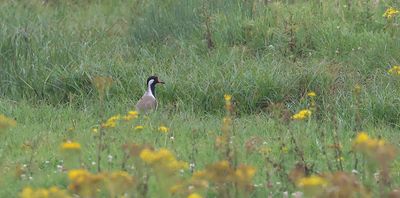 Indische Kievit (Red-wattled Lapwing)