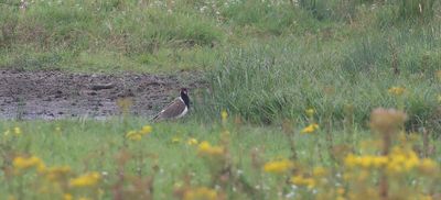 Indische Kievit (Red-wattled Lapwing)