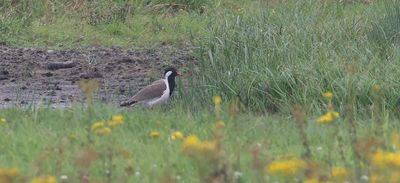 Indische Kievit (Red-wattled Lapwing)