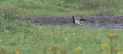 Indische Kievit (Red-wattled Lapwing)