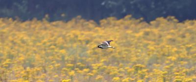 Indische Kievit (Red-wattled Lapwing)