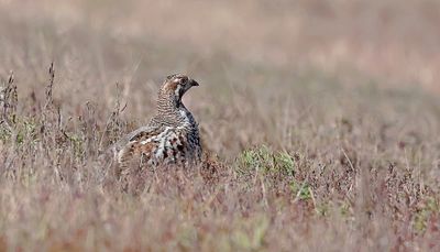 Hazelhoen (Hazel Grouse)