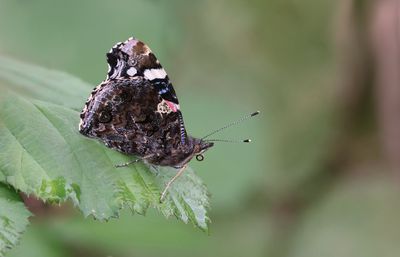Atalanta (Vanessa atalanta) - Red admiral