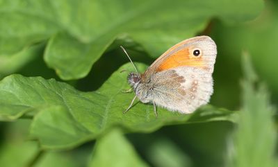 Hooibeestje (Coenonympha pamphilus) - Small heath