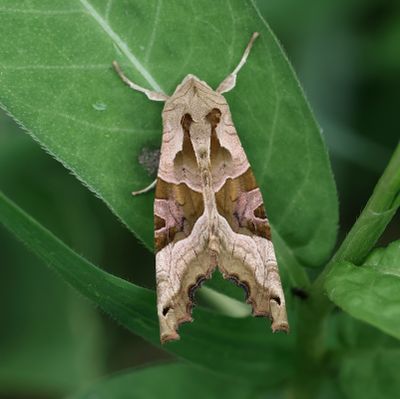 Vlinders (Butterflies)