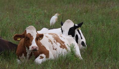 Koereiger (Western Cattle Egret)