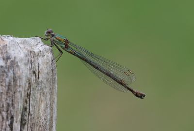 Houtpantserjuffer (Chalcolestes viridis) - Willow emerald damselfly