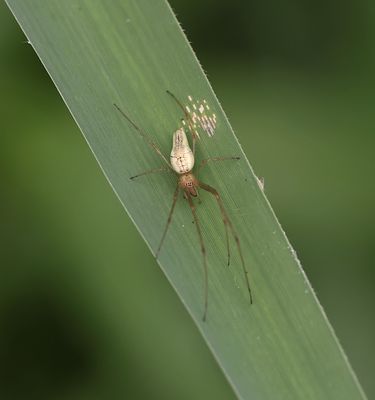 Strekspin sp. (Tetragnathidae sp.) - Long-jawed Spider sp.