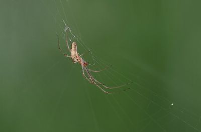 Strekspin sp. (Tetragnathidae sp.) - Long-jawed Spider sp.
