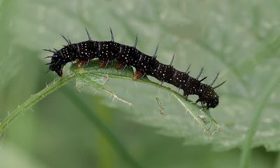 Rupsen (Caterpillars)