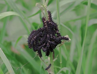 Dagpauwoog (Aglais io) - European Peacock)