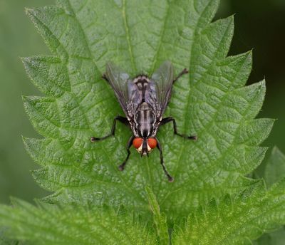 Dambordvlieg (Sarcophaga carnaria) - Common Flesh Fly