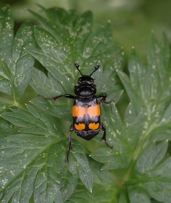 Gewone Doodgraver (Nicrophorus vespilloides)