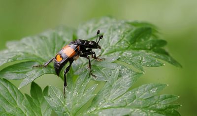 Gewone Doodgraver (Nicrophorus vespilloides)