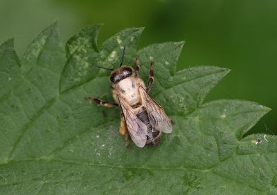 Honingbij (Apis mellifera) - European Honey Bee