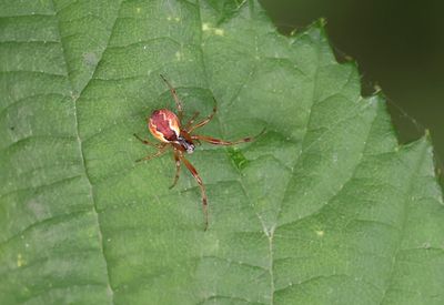 Slanke Kogelspin (Anelosimus vittatus)