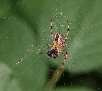 Kruisspin (Araneus diadematus) - European Garden Spider