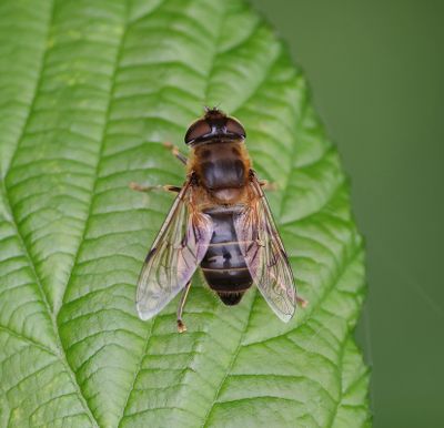 Kegelbijvlieg (Eristalis pertinax)