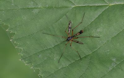Viervlekglansmug (Ptychoptera contaminata)