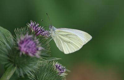 Klein Koolwitje (Pieris rapae) - Small White