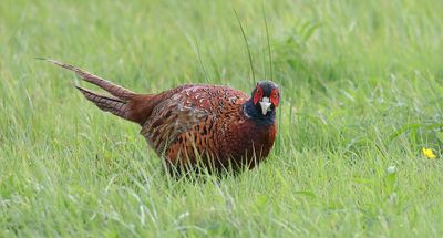 Fazant (Common Pheasant)