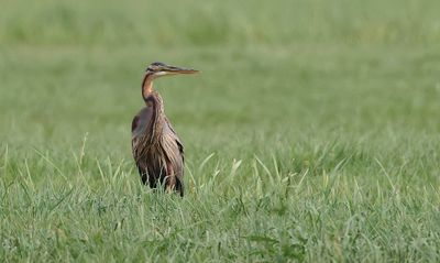 Purperreiger (Purple Heron)