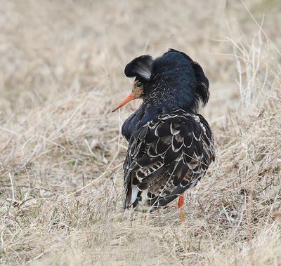 Kemphaan (Ruff)