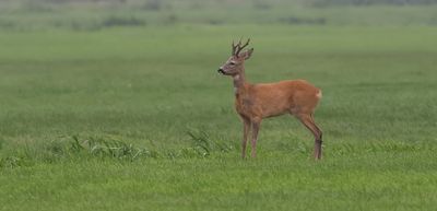 Ree (Roe Deer)