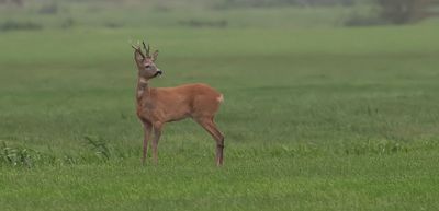 Ree (Roe Deer)
