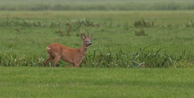 Ree (Roe Deer)