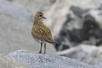 Goudplevier (European Golden Plover)