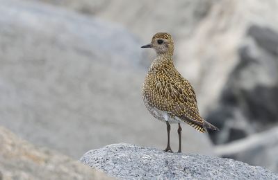 Goudplevier (European Golden Plover)