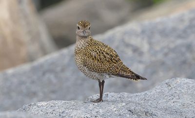 Goudplevier (European Golden Plover)